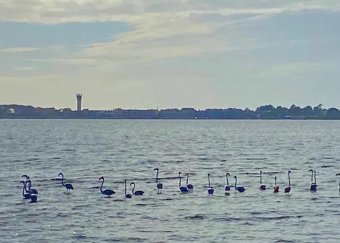 別荘 Casa Do Cao Da Do Furadouro